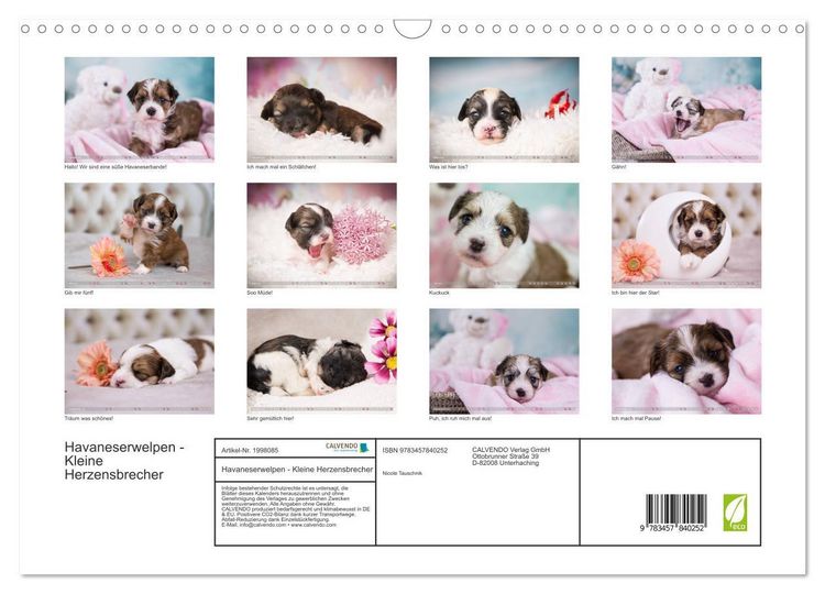Produktbild: Havaneserwelpen - Kleine Herzensbrecher (Wandkalender 2026 DIN A3 quer), CALVENDO Monatskalender