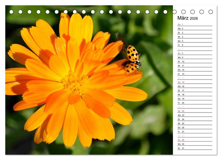 Produktbild: Marienk&auml;fer 2026 (Tischkalender 2026 DIN A5 quer), CALVENDO Monatskalender