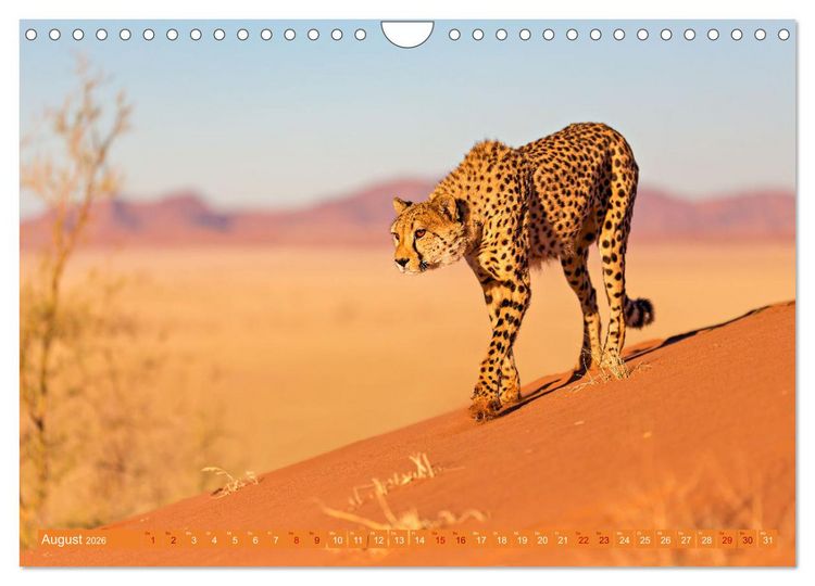 Produktbild: Afrikas Tierwelt - Geparde (Wandkalender 2026 DIN A4 quer), CALVENDO Monatskalender