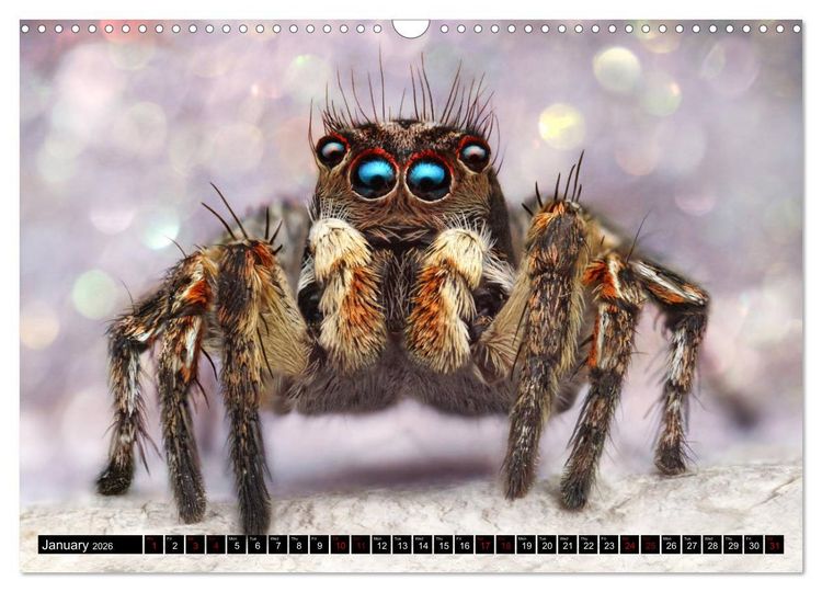 Produktbild: Jumping Spiders (Wall Calendar 2026 DIN A3 landscape), CALVENDO 12 Month Wall Calendar