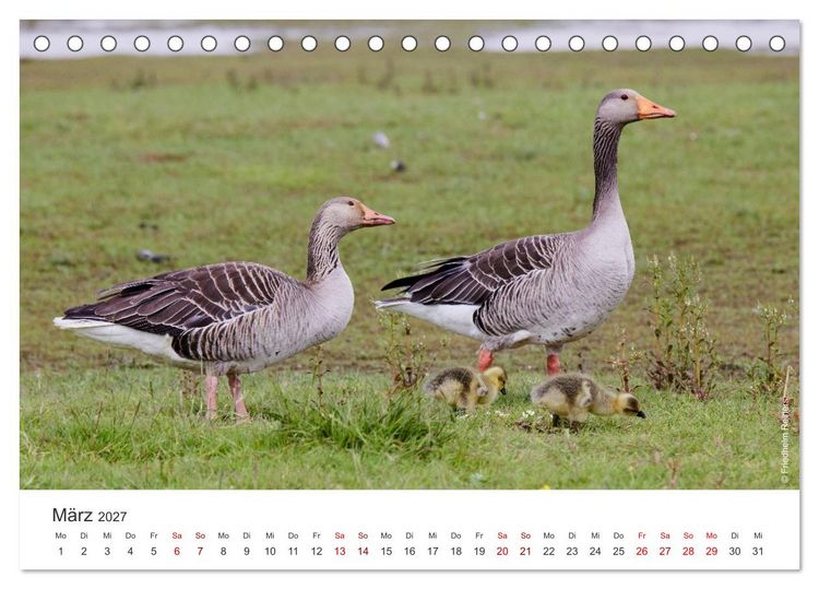 Produktbild: Halbinsel Eiderstedt - Momente der Natur (Tischkalender 2027 DIN A5 quer), CALVENDO Monatskalender