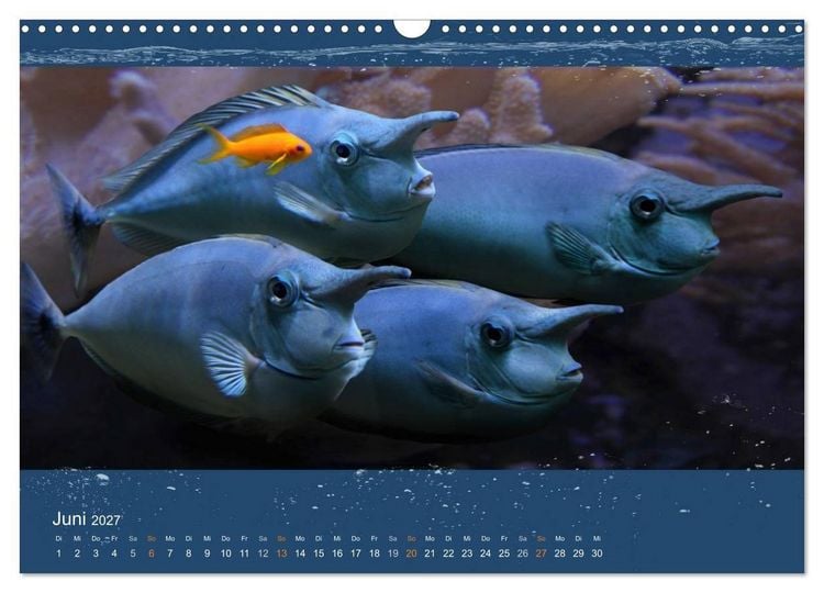 Produktbild: Korallenfische im Lichtschimmer des Meeres (Wandkalender 2027 DIN A3 quer), CALVENDO Monatskalender