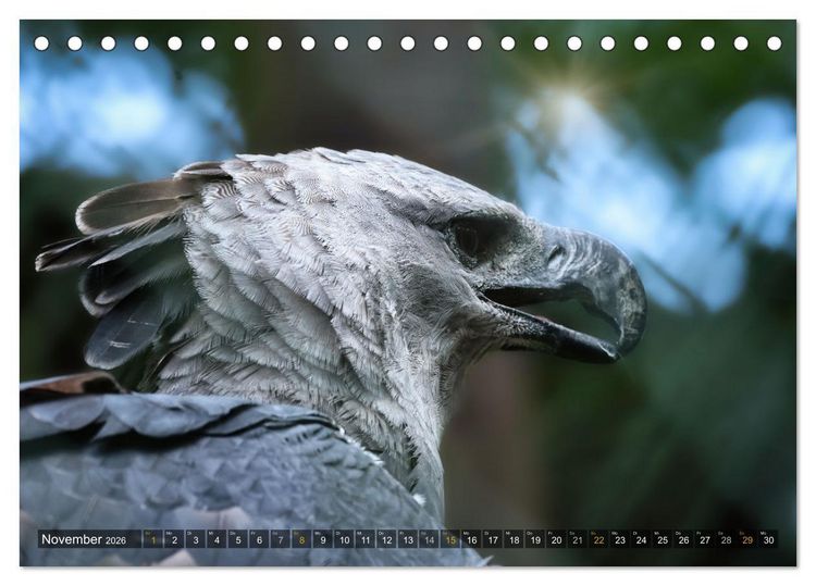Produktbild: Imposante Vogelportr&auml;ts (Tischkalender 2026 DIN A5 quer), CALVENDO Monatskalender