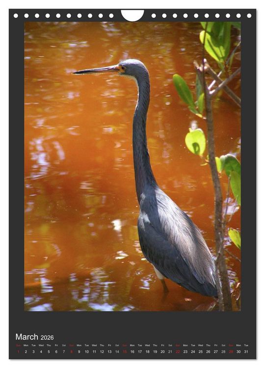 Produktbild: Herons & Egrets (Wall Calendar 2026 DIN A4 portrait), CALVENDO 12 Month Wall Calendar