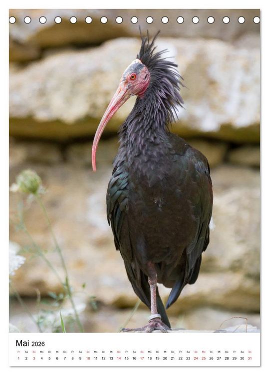 Produktbild: Der Waldrapp - Der etwas andere Vogel (Tischkalender 2026 DIN A5 hoch), CALVENDO Monatskalender