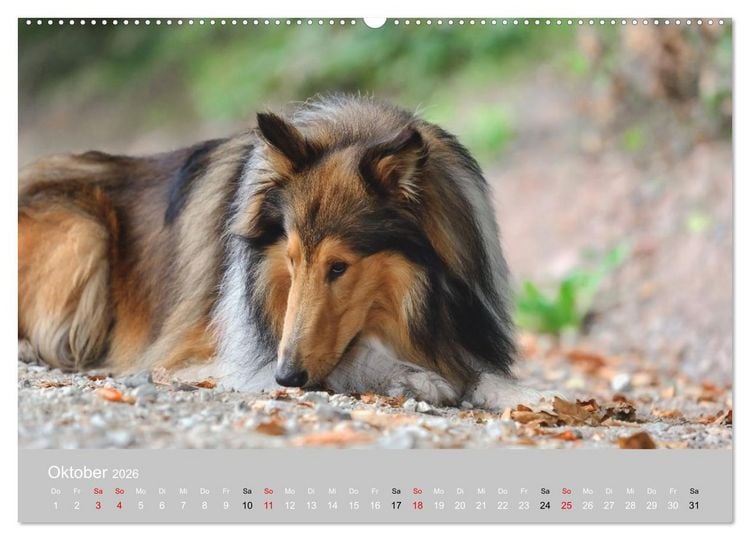 Produktbild: Collies - charmante Herzensbrecher (hochwertiger Premium Wandkalender 2026 DIN A2 quer), Kunstdruck in Hochglanz