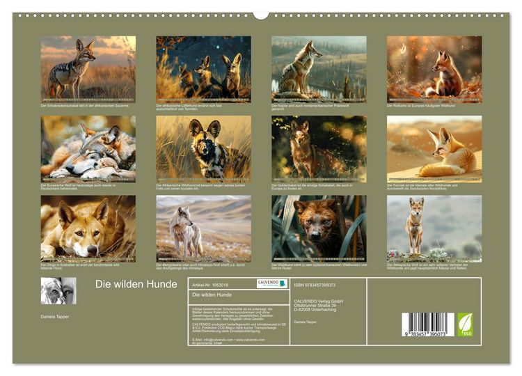 Produktbild: Die wilden Hunde (hochwertiger Premium Wandkalender 2026 DIN A2 quer), Kunstdruck in Hochglanz