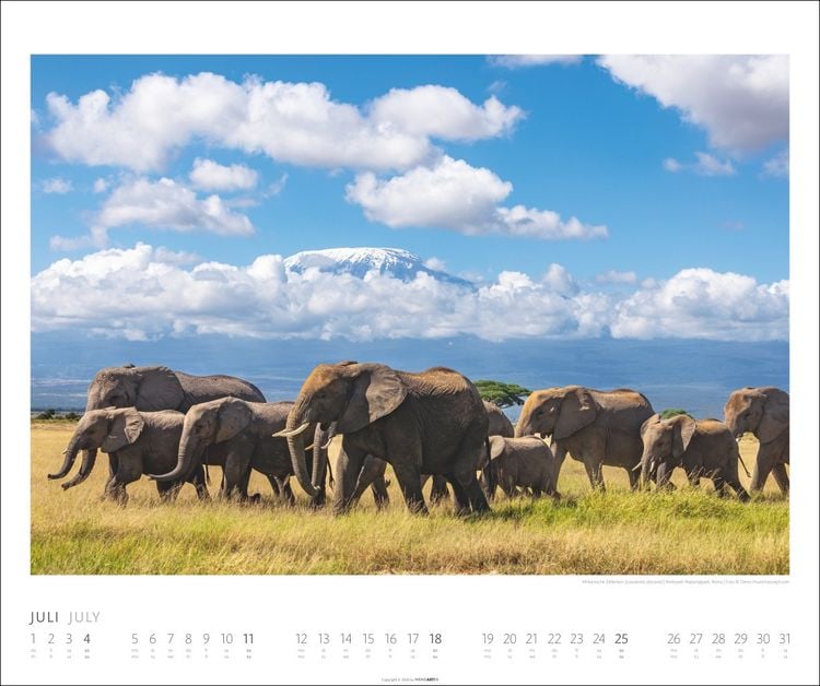 Produktbild: Elefanten Kalender 2027