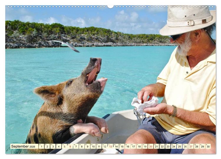 Produktbild: Schwimmende Schweine (hochwertiger Premium Wandkalender 2026 DIN A2 quer), Kunstdruck in Hochglanz