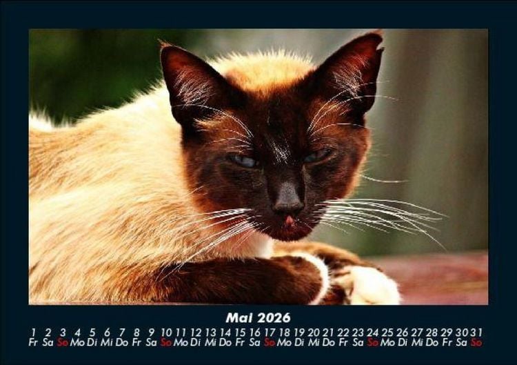 Produktbild: F&uuml;r Katzenfreunde 2026 Fotokalender DIN A5