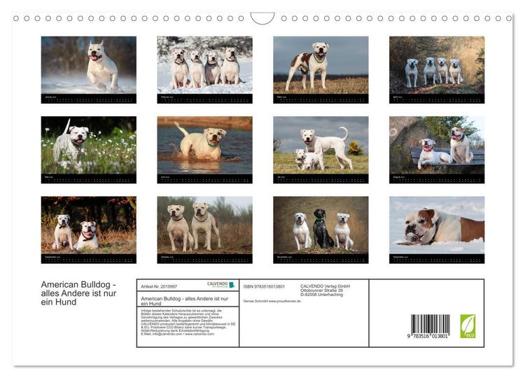 Produktbild: American Bulldog - alles Andere ist nur ein Hund (Wandkalender 2026 DIN A3 quer), CALVENDO Monatskalender
