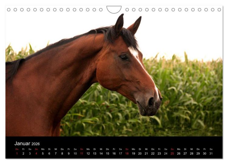 Produktbild: Pferde - m&auml;chtig, stolz & sch&ouml;n (Wandkalender 2026 DIN A4 quer), CALVENDO Monatskalender