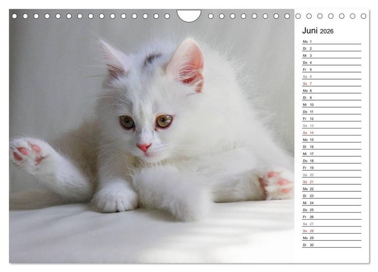 Produktbild: Aus der Kinderstube der Perserkatze (Wandkalender 2026 DIN A4 quer), CALVENDO Monatskalender