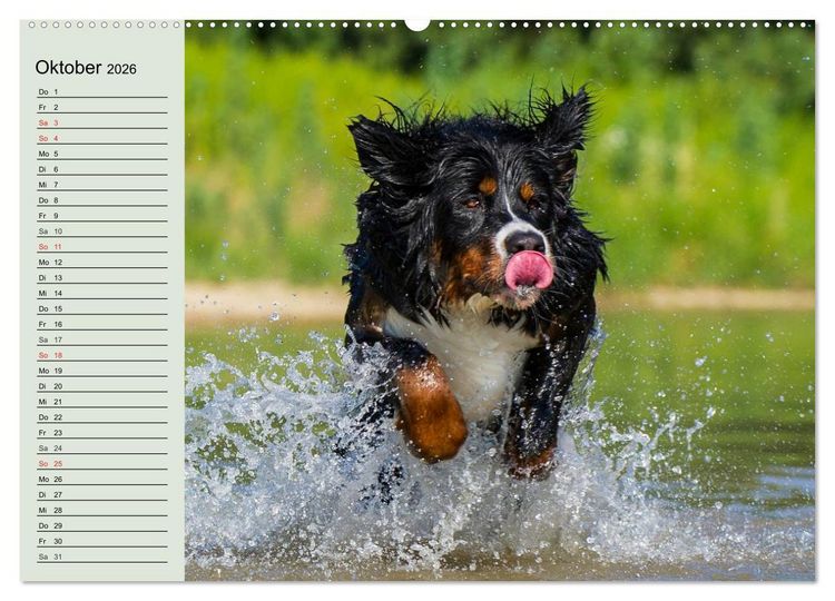 Produktbild: Berner Sennenhunde in Action (hochwertiger Premium Wandkalender 2026 DIN A2 quer), Kunstdruck in Hochglanz