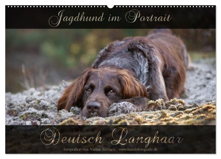 Produktbild: Jagdhund im Portrait - Deutsch Langhaar (Wandkalender 2026 DIN A2 quer), CALVENDO Monatskalender