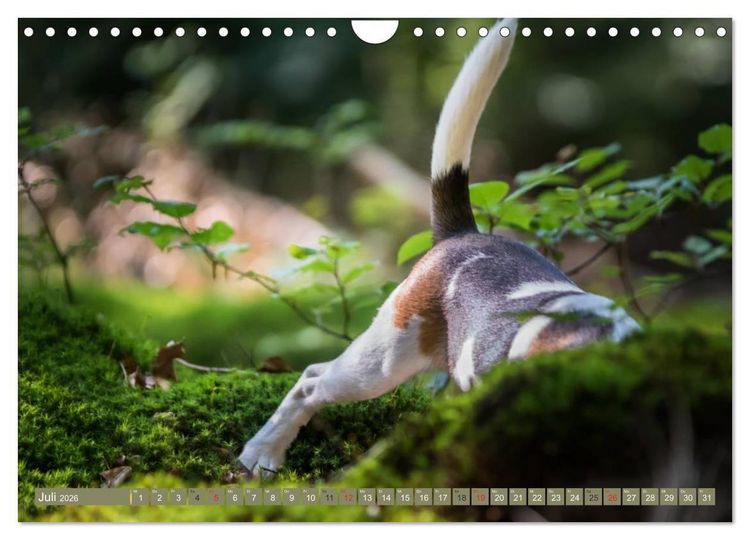 Produktbild: Beaglebabys auf Entdeckungstour (Wandkalender 2026 DIN A4 quer), CALVENDO Monatskalender