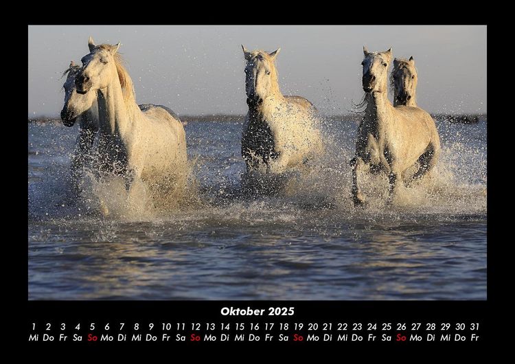 Produktbild: Die Welt der Pferde 2025 Fotokalender DIN A3