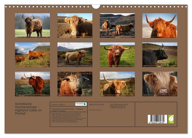 Produktbild: Schottische Hochlandrinder - Highland Cattle im Portrait (Wandkalender 2026 DIN A3 quer), CALVENDO Monatskalender