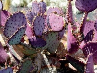 Produktbild: CALVENDO Puzzle Opuntia Macrocentra, Mexico | 1000 Teile Lege-Gr&ouml;&szlig;e 64x48cm Foto-Puzzle f&uuml;r gl&uuml;ckliche Stunden