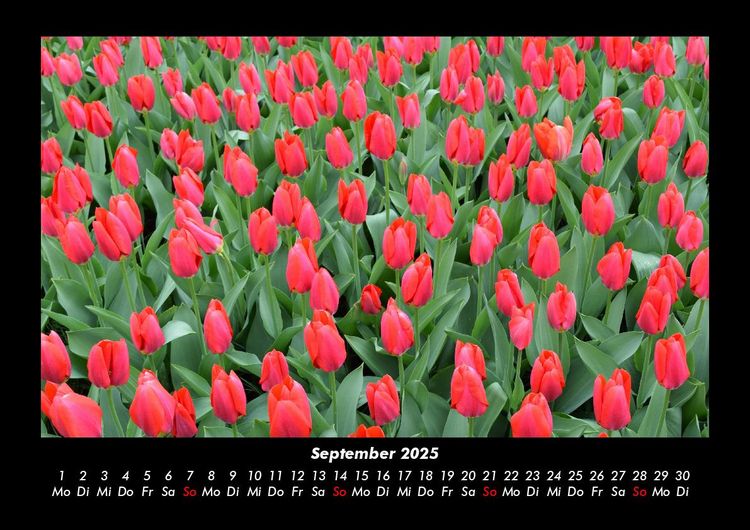 Produktbild: Blumentr&auml;ume 2025 Fotokalender DIN A3
