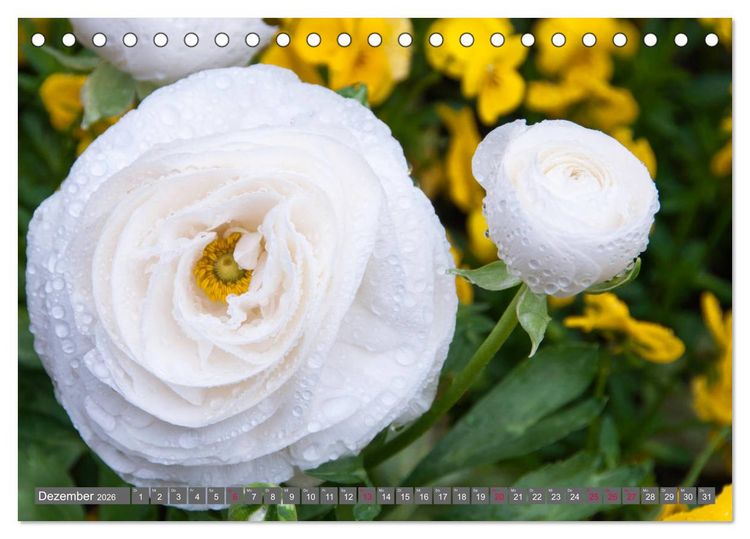 Produktbild: Blumenpracht der Welt (Tischkalender 2026 DIN A5 quer), CALVENDO Monatskalender