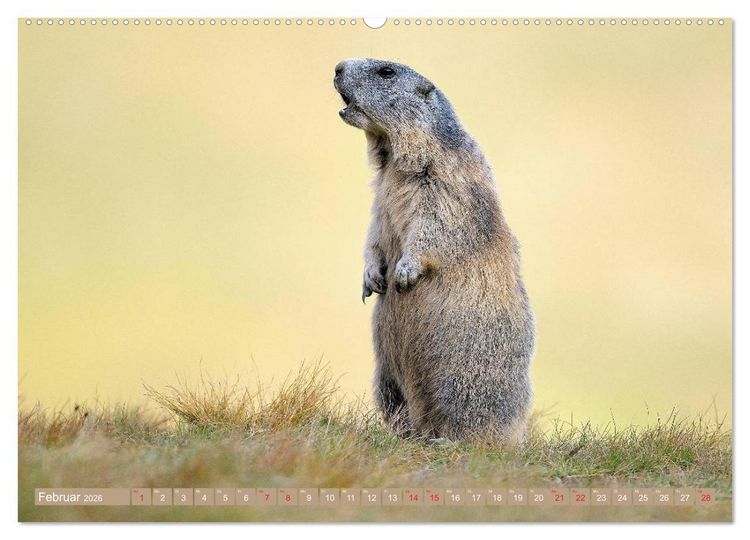 Produktbild: Alpenmurmeltiere in freier Wildbahn (hochwertiger Premium Wandkalender 2026 DIN A2 quer), Kunstdruck in Hochglanz