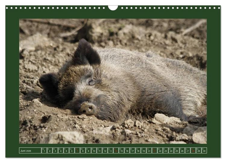 Produktbild: Schweinkram - Die Wildschweine sind los (Wandkalender 2026 DIN A3 quer), CALVENDO Monatskalender