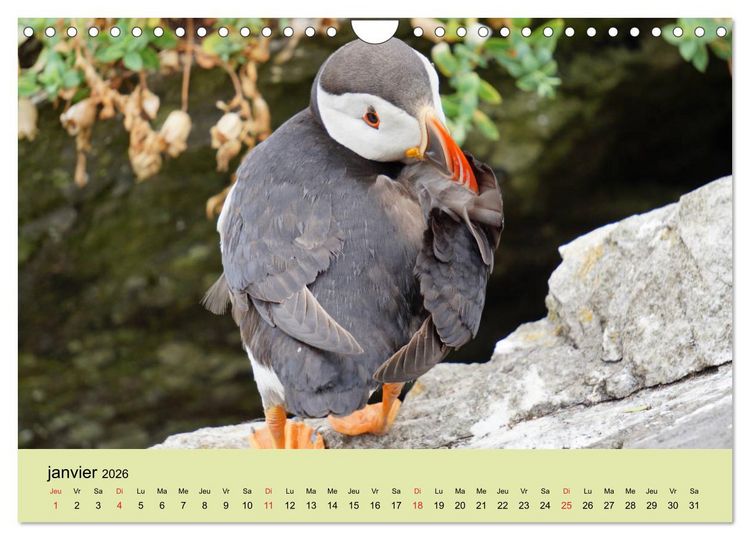 Produktbild: Macareux-moines Des petits oiseaux originaux! (Calendrier mural 2026 DIN A4 vertical), CALVENDO calendrier mensuel