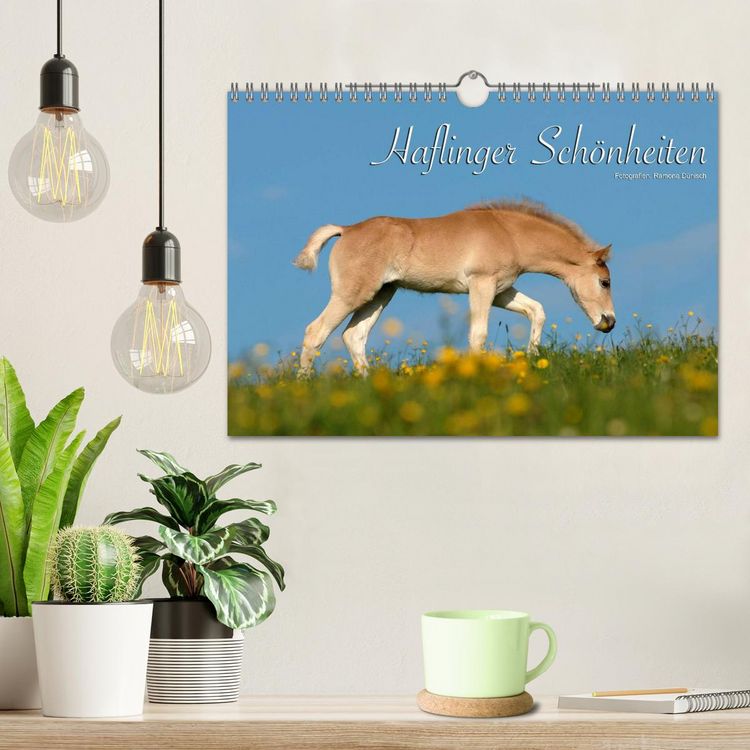 Produktbild: Haflinger Sch&ouml;nheiten (Wandkalender 2026 DIN A4 quer), CALVENDO Monatskalender