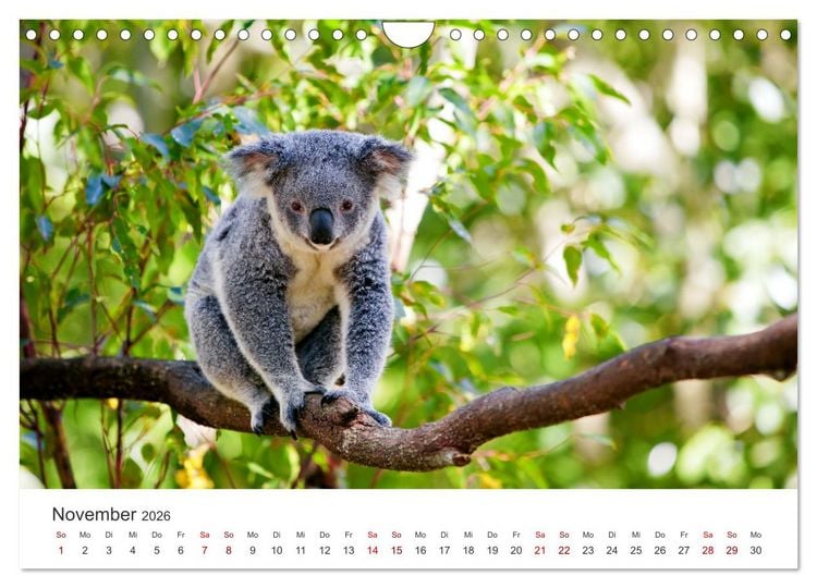 Produktbild: Knuffige Koalab&auml;ren (Wandkalender 2026 DIN A4 quer), CALVENDO Monatskalender