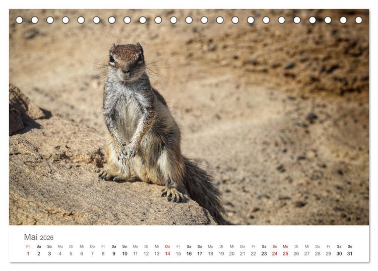 Produktbild: Fuerteventura - die W&uuml;steninsel der Kanaren (Tischkalender 2026 DIN A5 quer), CALVENDO Monatskalender