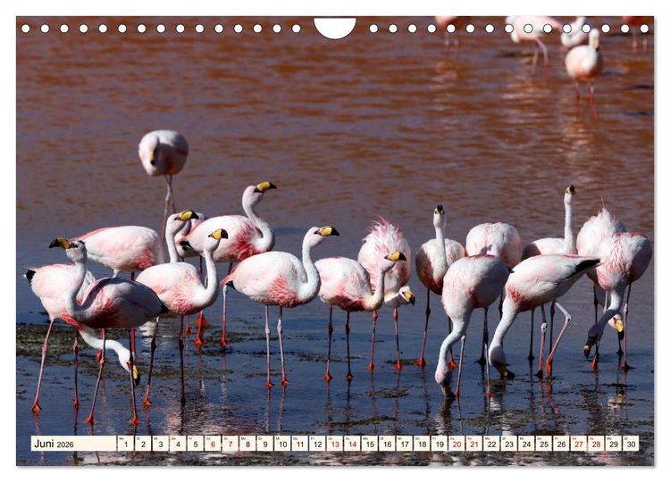 Produktbild: ATACAMA Wunder der Natur (Wandkalender 2026 DIN A4 quer), CALVENDO Monatskalender