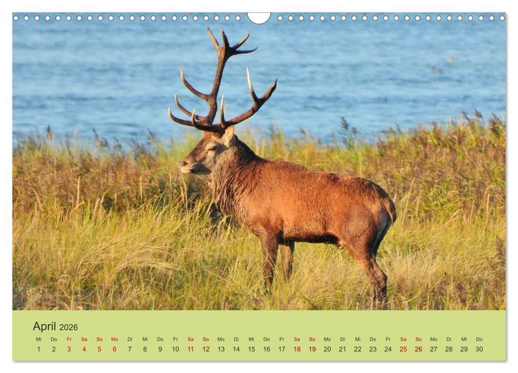 Produktbild: K&uuml;sten Hirsche - Rotwild auf dem Dar&szlig; (Wandkalender 2026 DIN A3 quer), CALVENDO Monatskalender