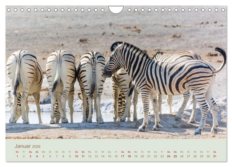 Produktbild: Zebras in Afrika (Wandkalender 2026 DIN A4 quer), CALVENDO Monatskalender
