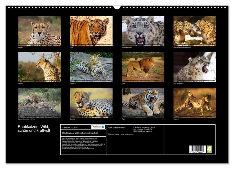 Produktbild: Raubkatzen. Wild, sch&ouml;n und kraftvoll (Wandkalender 2026 DIN A2 quer), CALVENDO Monatskalender