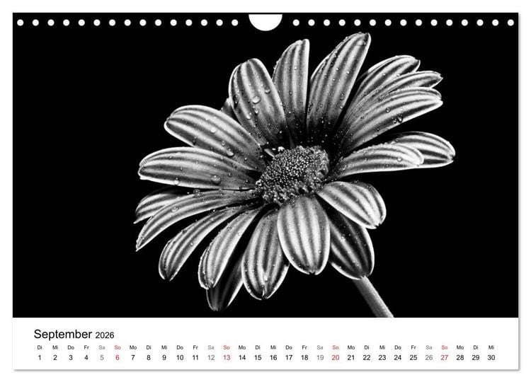 Produktbild: Blumen 2026, Schwarz-Wei&szlig; (Wandkalender 2026 DIN A4 quer), CALVENDO Monatskalender
