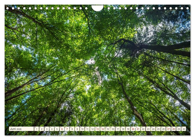 Produktbild: Im Zauber der W&auml;lder (Wandkalender 2026 DIN A4 quer), CALVENDO Monatskalender