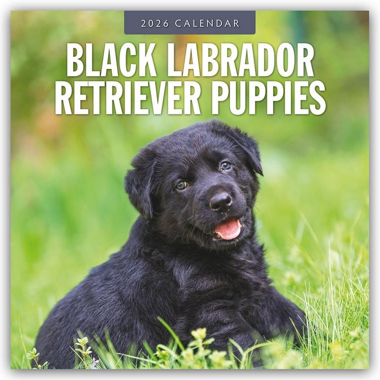 Produktbild: Black Labrador Retriever Puppies – Schwarze Labrador Retriever Welpen 2026 – 16-Monatskalender
