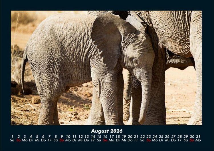 Produktbild: Elefanten - Die sanften Riesen Afrikas 2026 Fotokalender DIN A4