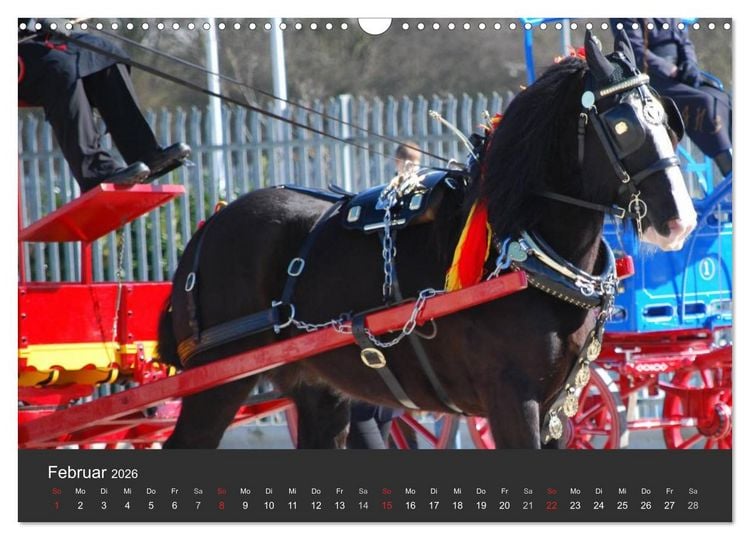 Produktbild: Shire Horse &bull; Prunkvolle Giganten (Wandkalender 2026 DIN A3 quer), CALVENDO Monatskalender