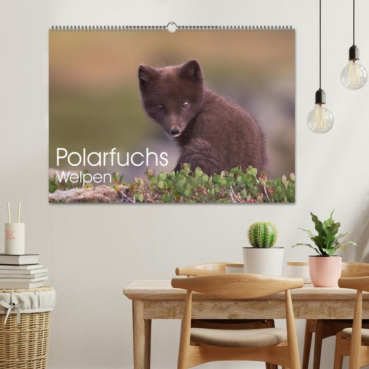 Produktbild: Polarfuchs-Welpen (Wandkalender 2026 DIN A2 quer), CALVENDO Monatskalender