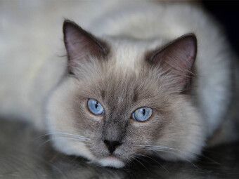 Produktbild: CALVENDO Puzzle Ein Motiv aus dem Kalender Engel auf 4 Pfoten - Ragdolls 2017 | 1000 Teile Lege-Gr&ouml;&szlig;e 64x48cm Foto-Puzzle f&uuml;r gl&uuml;ckliche Stunden