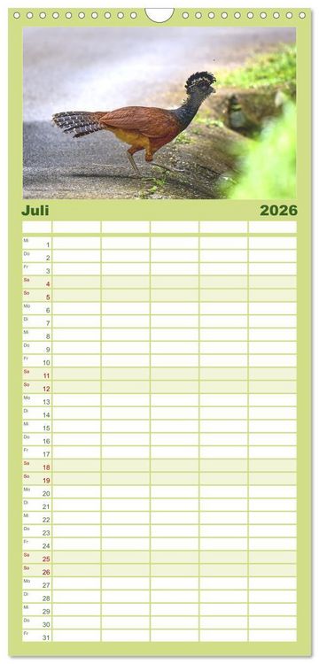 Produktbild: Familienplaner 2026 - Costa Ricas gefiederte Pracht mit 5 Spalten (Wandkalender, 21 x 45 cm) CALVENDO