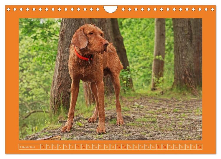 Produktbild: Faszination Magyar Vizsla (Wandkalender 2026 DIN A4 quer), CALVENDO Monatskalender