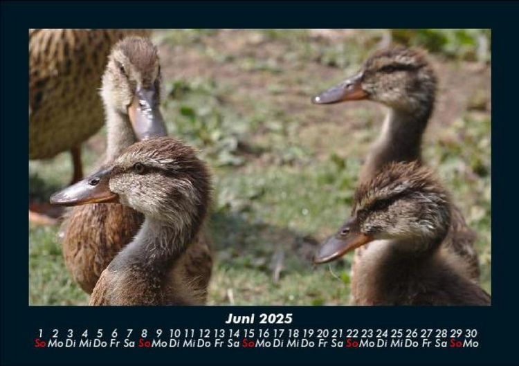 Produktbild: Enten 2025 Fotokalender DIN A5