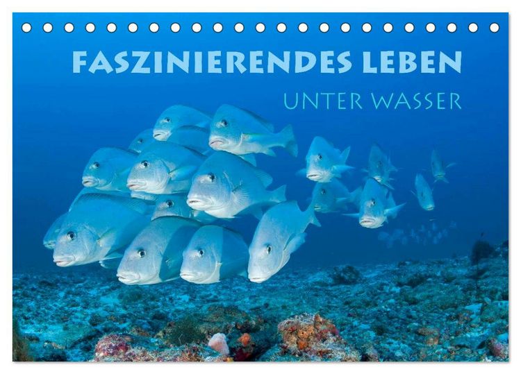 Produktbild: Faszinierendes Leben unter Wasser (Tischkalender 2026 DIN A5 quer), CALVENDO Monatskalender