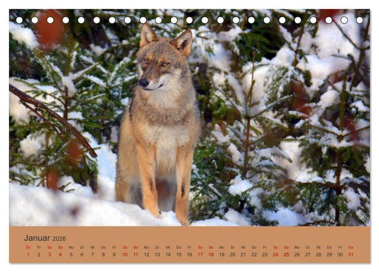 Produktbild: Begegnungen DER WOLF (Tischkalender 2026 DIN A5 quer), CALVENDO Monatskalender