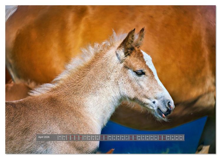 Produktbild: Die besonderen Haflinger-Pferde (Wandkalender 2026 DIN A3 quer), CALVENDO Monatskalender