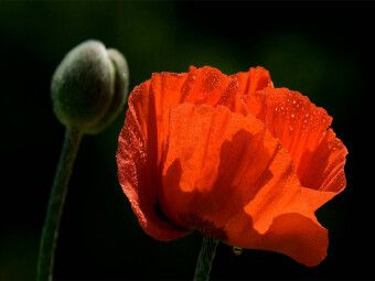 Produktbild: CALVENDO Puzzle Papaver | 1000 Teile Lege-Gr&ouml;&szlig;e 64x48cm Foto-Puzzle f&uuml;r gl&uuml;ckliche Stunden