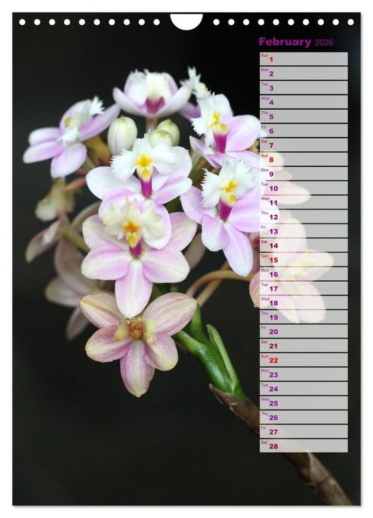 Produktbild: Orchids - Infinite Variety (Wall Calendar 2026 DIN A4 portrait), CALVENDO 12 Month Wall Calendar